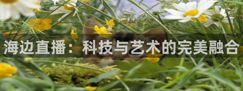 919nba直播看球观看